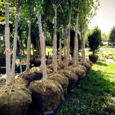 Caliper Tree Planting