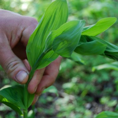 Native Plants