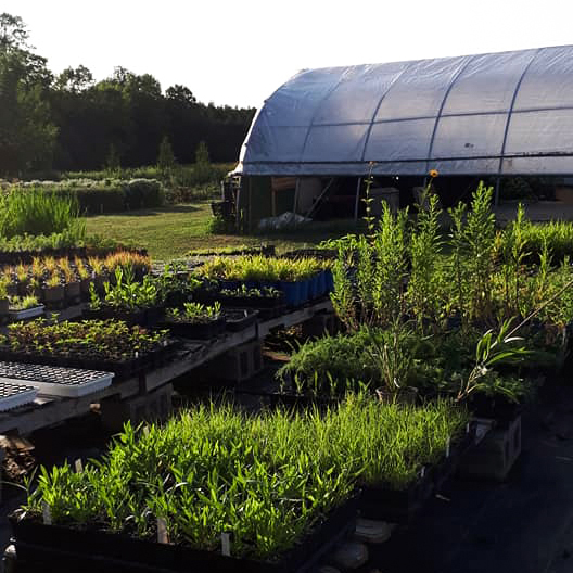 NATIVE PLANT NURSERY