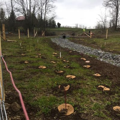 Stream Buffer Planting & Farm Exclusion Fence