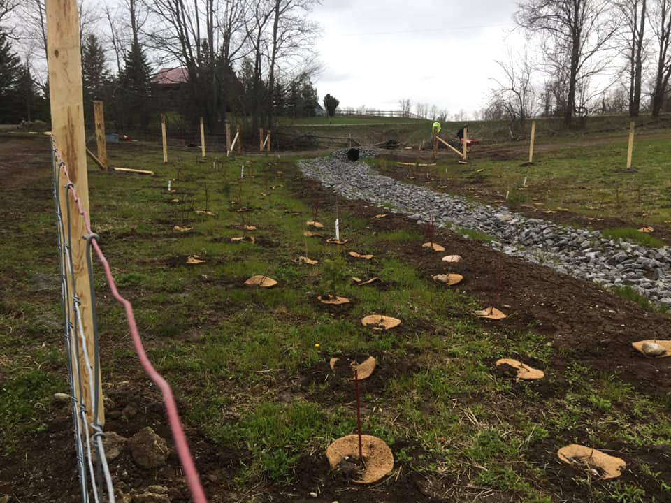 Stream Buffer Planting & Farm Exclusion Fence