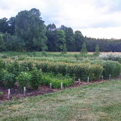 Specimen Row Gardens